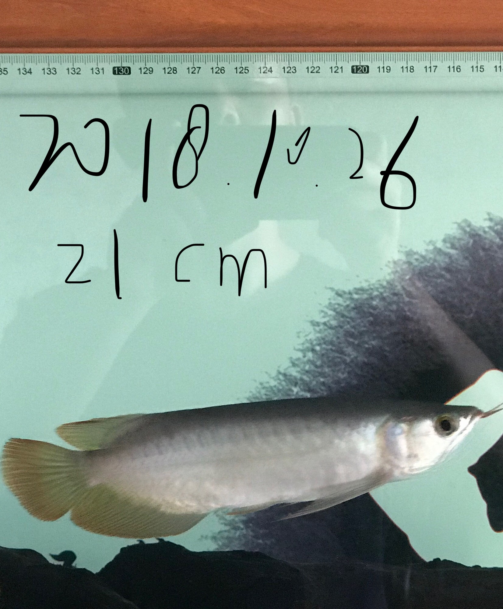 20181026