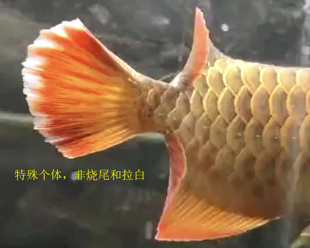 QQ图片20190323121956.png