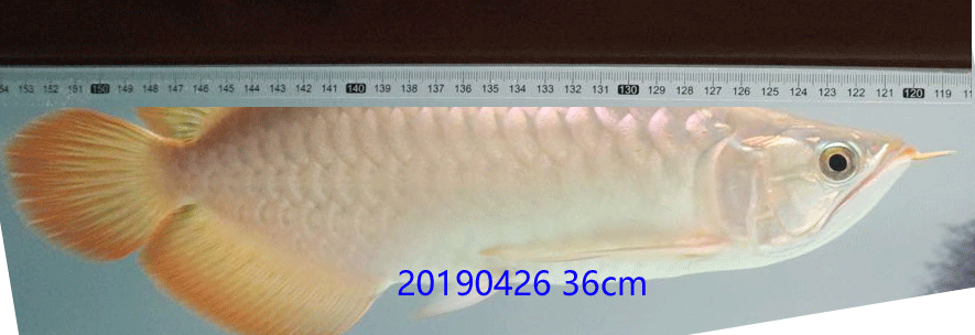 未标题-1.gif
