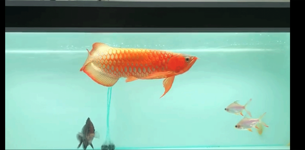 漂亮的大红龙鱼2