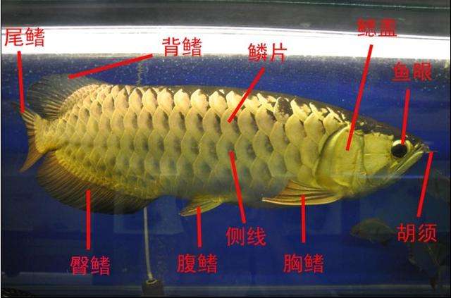 龙鱼结构图