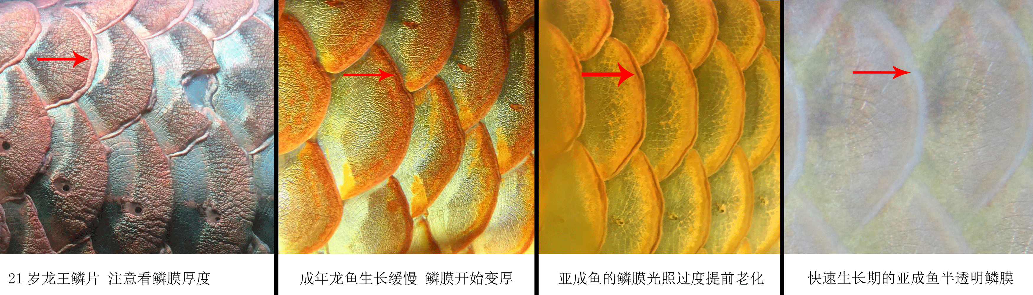 龙鱼鳞膜的表现与光照的关系