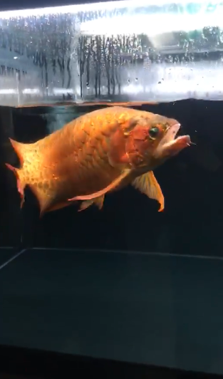 20年老龙王
