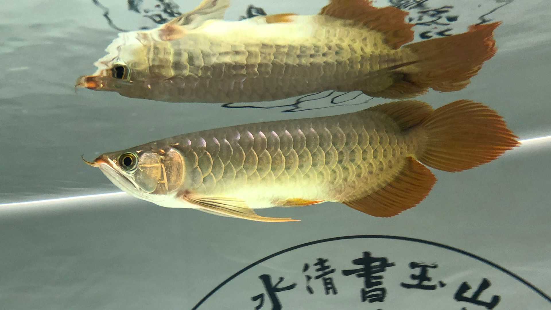 小时候1.jpg