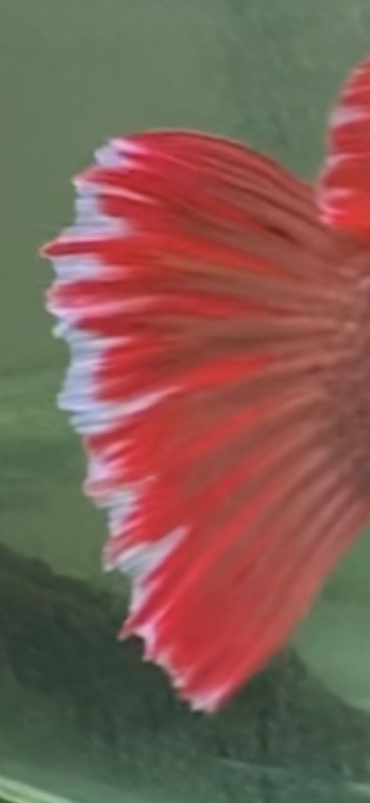 1655147585-compressed-IMG_0644.PNG
