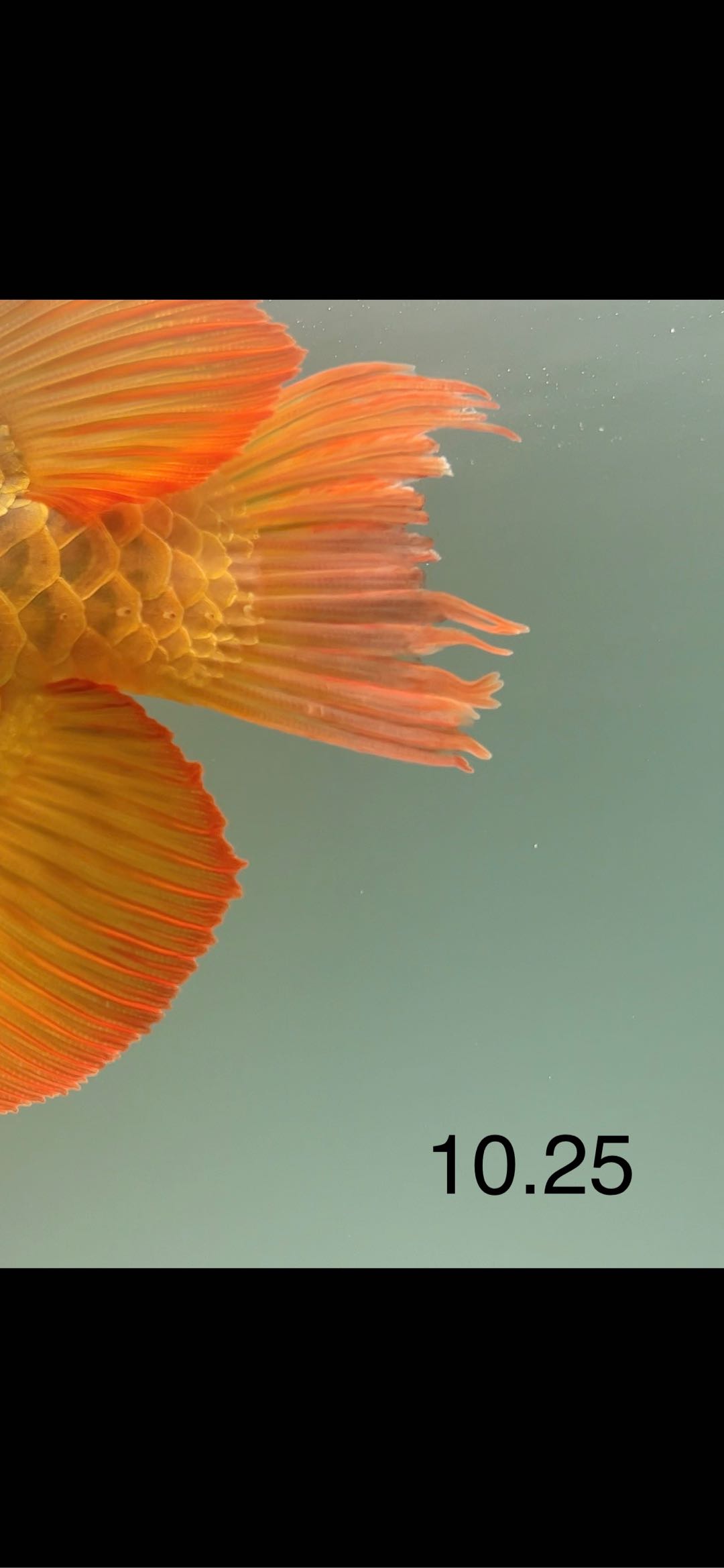 1666702134-compressed-IMG_1860.PNG