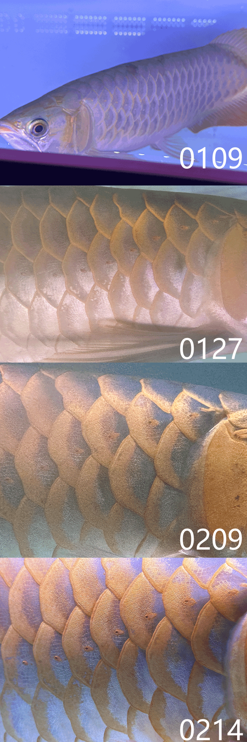 1676379289-origin-IMG_2787.PNG